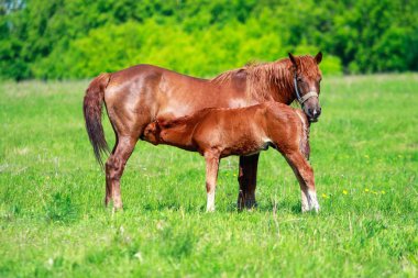 Bir kısrak ile bir Tay yeşil çayır üzerinde yakın çekim.