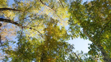ağaç görünümünü aşağıdan gökyüzüne sonbahar manzara bırakır