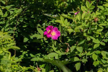 vahşi rose hips manzara yakın çekim