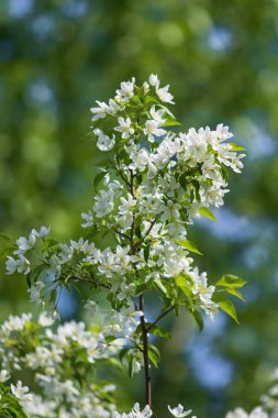 elma ağacı çiçek Peyzaj doğal