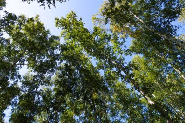 orman manzaralı aşağıdan gökyüzüne huş ağacı