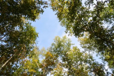 huş ağacı orman manzaralı gökyüzüne Sonbahar Doğa
