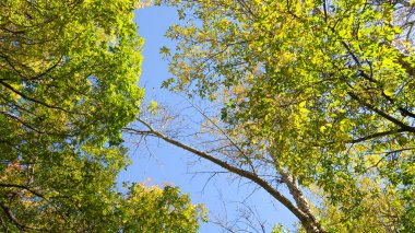 ağaç görünümünü aşağıdan gökyüzüne sonbahar manzara bırakır