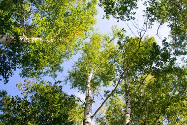 huş ağacı orman yaz doğa manzara