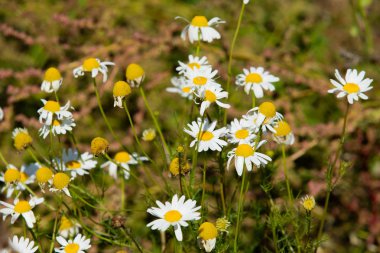 papatya çiçeği peyzaj alanı