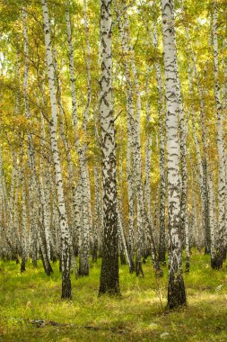 Sarı huş ağacı orman, geç sonbahar doğa manzara