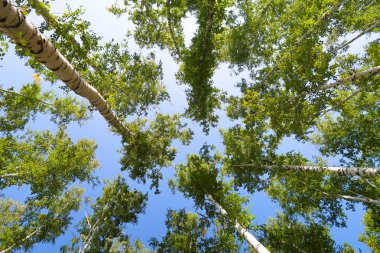 orman manzaralı aşağıdan gökyüzüne huş ağacı