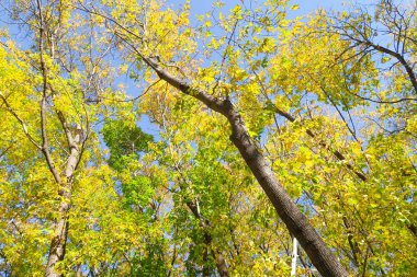 ağaç görünümünü aşağıdan gökyüzüne sonbahar manzara bırakır