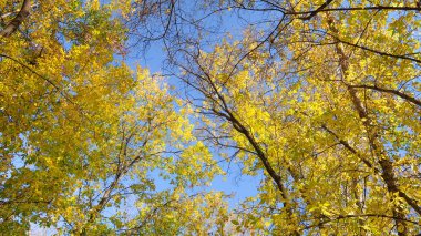 ağaç görünümünü aşağıdan gökyüzüne sonbahar manzara bırakır