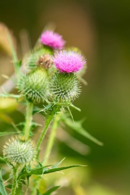 Thistle çiçek doğa portre