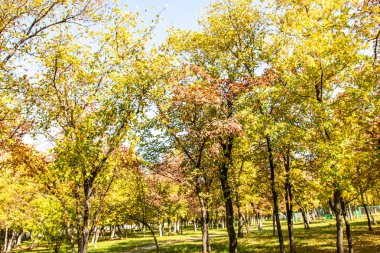 ağaç görünümünü aşağıdan gökyüzüne sonbahar manzara bırakır