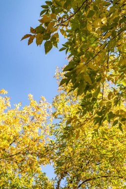 ağaç görünümünü aşağıdan gökyüzüne sonbahar manzara bırakır