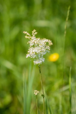 Anthriscus sylvestris yeşil çimenlerin üzerinde