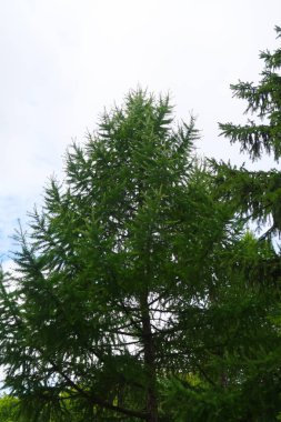 yeşil bir ağaç yaprak aşağıdan gökyüzüne