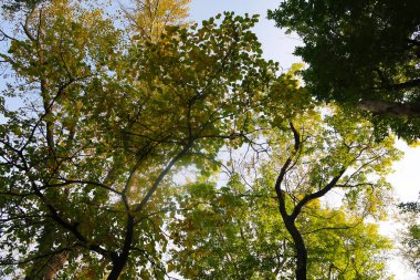 Sonbahar Orman Manzara Doğa