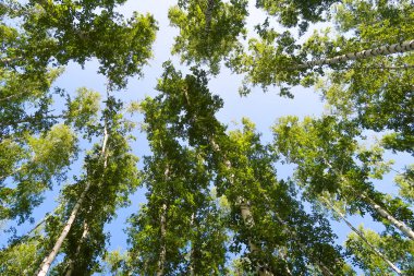 orman manzaralı aşağıdan gökyüzüne huş ağacı