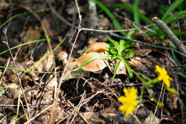 mantar orman doğa, manzara