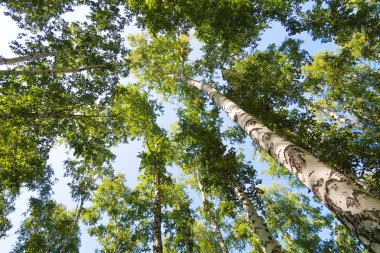 orman manzaralı aşağıdan gökyüzüne huş ağacı