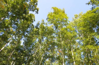 orman manzaralı aşağıdan gökyüzüne huş ağacı