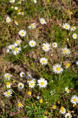 papatya çiçeği peyzaj alanı