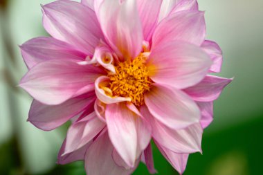 parlak çiçekler doğaya yakın çekim