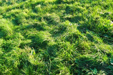 yeşil çim yakın çekim doğa arka plan