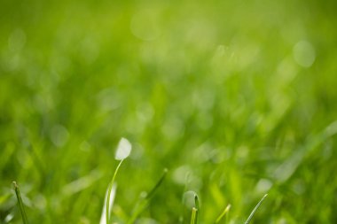 bulanık bokeh arka planı yeşil çimen