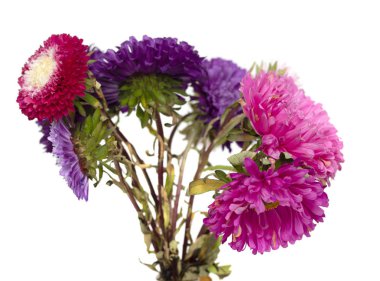 Beyaz arka plan üzerinde izole aster çiçekler