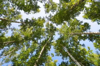 orman manzaralı aşağıdan gökyüzüne huş ağacı