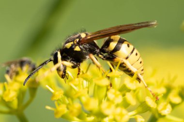 sarı bir çiçek üzerinde sarı yaban arısı