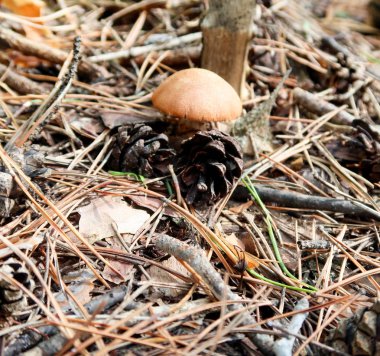 mantar orman doğa, manzara