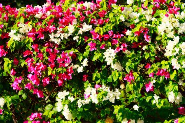 Begonvil parlak çiçek peyzaj