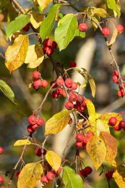 sonbaharda bir ağacın kırmızı elmalar