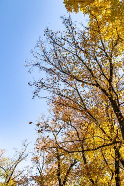 ağaç görünümünü aşağıdan gökyüzüne sonbahar manzara bırakır