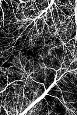 ağaç dalları siluet siyah arka plan üzerine beyaz