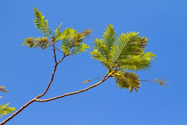 yeşil akasya gökyüzü arka plan üzerinde bırakır