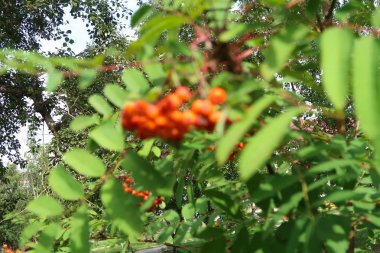 olgunlaşmış üvez ağacı yaz