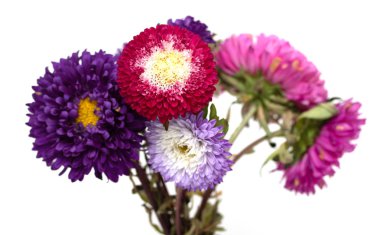 Beyaz arka plan üzerinde izole aster çiçekler