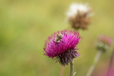 Thistle çiçek closeup doğa