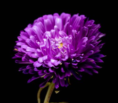 siyah bir arka plan üzerinde izole aster çiçekler