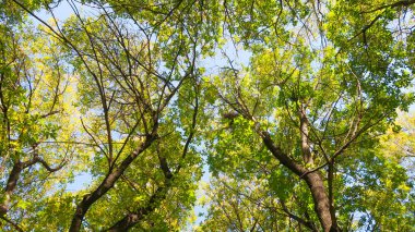 ağaç görünümünü aşağıdan gökyüzüne sonbahar manzara bırakır