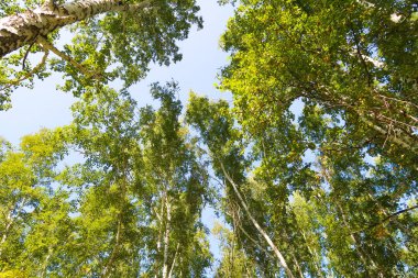 orman manzaralı aşağıdan gökyüzüne huş ağacı