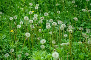 yeşil otlar doğada beyaz karahindiba