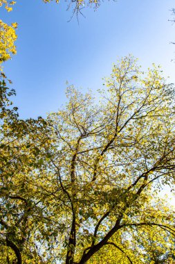 ağaç görünümünü aşağıdan gökyüzüne sonbahar manzara bırakır