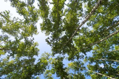 orman manzaralı aşağıdan gökyüzüne huş ağacı