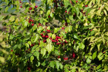 beyaz vahşi küçük meyveler üzerinde kırmızı elmalar
