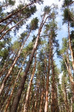 orman manzaralı aşağıdan gökyüzüne huş ağacı