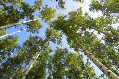 orman manzaralı aşağıdan gökyüzüne huş ağacı