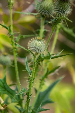 Thistle çiçek doğa portre