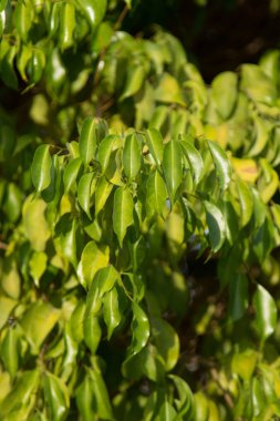 bir çit, bir arka plan olarak doğa yeşil yaprakları